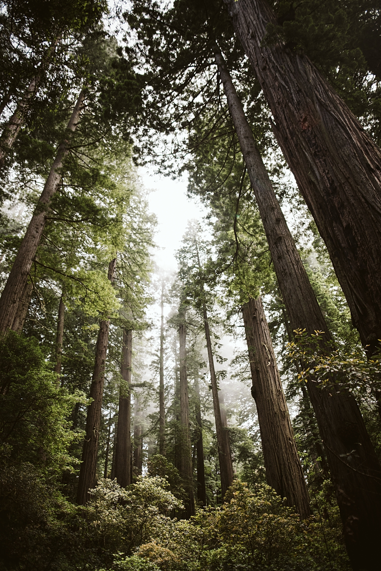 Camping in Redwoods National Park, Redwoods Travel Guide, Travel Photographer