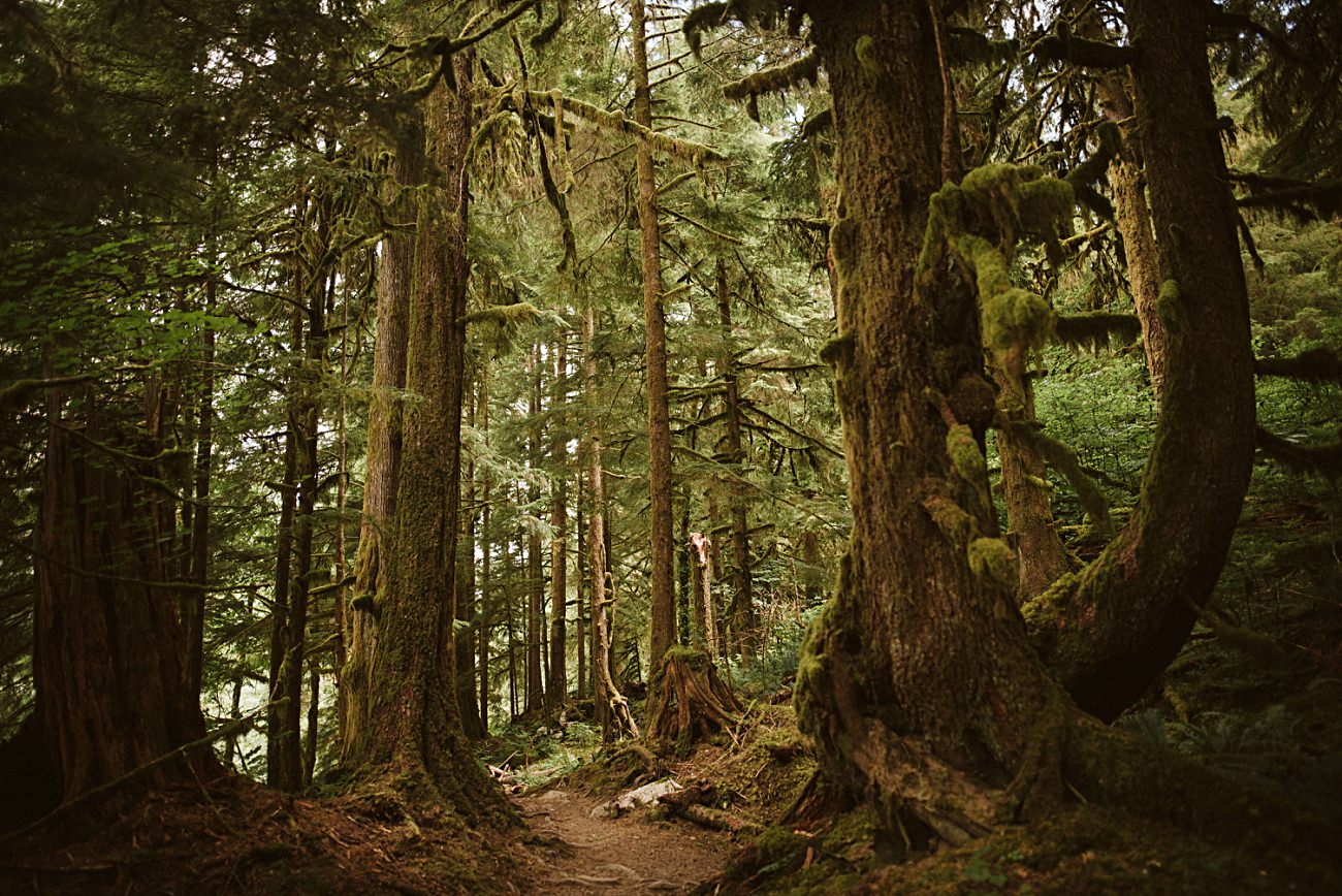 Olympic National Park Print, Travel Guide