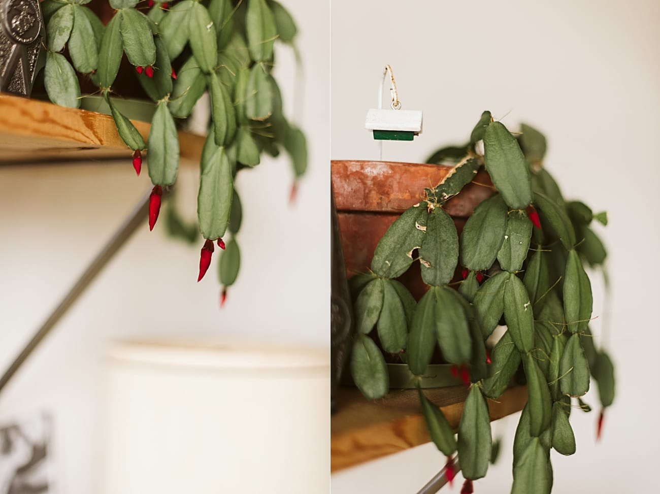 Christmas Cactus, Grandmother, Plant Care - Our Madison Life - Natural Intuition Photography