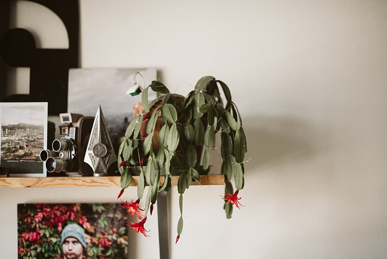 Christmas Cactus, Grandmother, Plant Care - Our Madison Life - Natural Intuition Photography